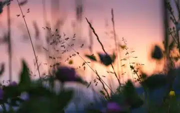 Billede af solnedgang med blomster